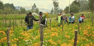 Emprendimiento Huamacchuco- Unidos Venceremos en Áncash