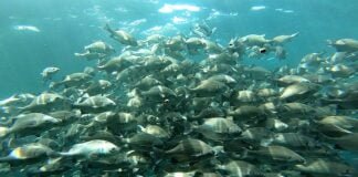 Chitas en jaula flotante.