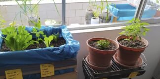 El programa virtual Espacios Verdes en Casa ofrece técnicas para cultivar y manejar diferentes tipos de plantas, métodos naturales para el control de plagas, arboricultura y apicultura urbana. ANDINA/Municipalidad de Lima