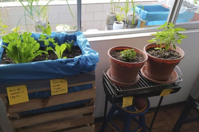 El programa virtual Espacios Verdes en Casa ofrece técnicas para cultivar y manejar diferentes tipos de plantas, métodos naturales para el control de plagas, arboricultura y apicultura urbana. ANDINA/Municipalidad de Lima