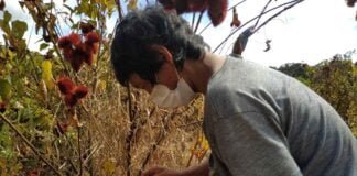 Agricultores matsigenka