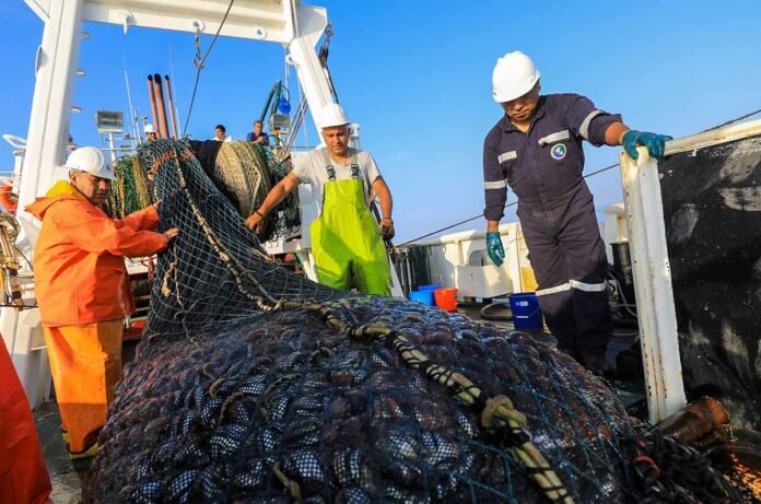 Pesca de anchoveta Pesca de anchoveta