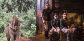 Especial por el Día Mundial del Elefante