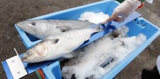 Pesca ilegal en Perú.