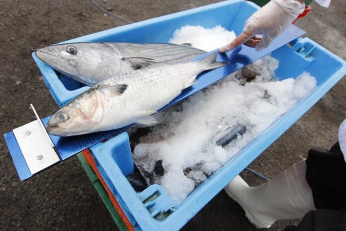 Pesca ilegal en Perú. Pesca ilegal en Perú.