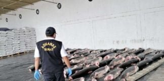 SUNAT INTERVINO MÁS 11 TONELADAS DE TIBURÓN QUE SE PRETENDÍAN INGRESAR ILEGALMENTE AL PAÍS