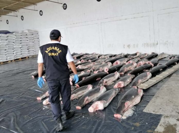 SUNAT INTERVINO MÁS 11 TONELADAS DE TIBURÓN QUE SE PRETENDÍAN INGRESAR ILEGALMENTE AL PAÍS SUNAT INTERVINO MÁS 11 TONELADAS DE TIBURÓN QUE SE PRETENDÍAN INGRESAR ILEGALMENTE AL PAÍS
