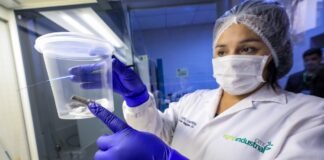 A través del CITEagroindustrial Ica