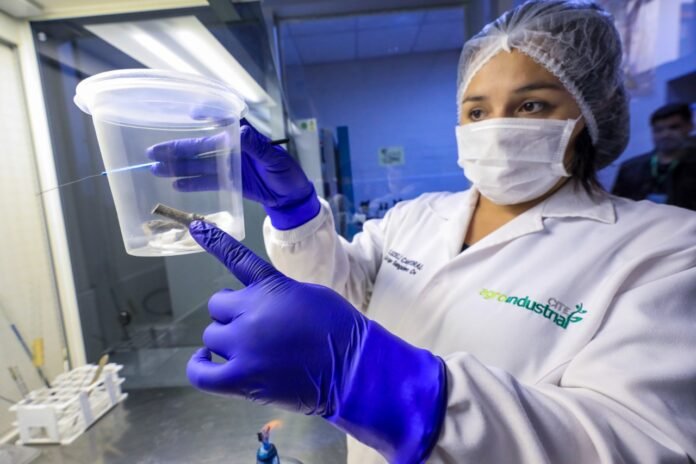 A través del CITEagroindustrial Ica A través del CITEagroindustrial Ica