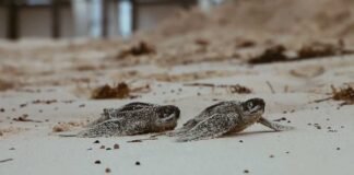 Conservación de tortugas marinas.