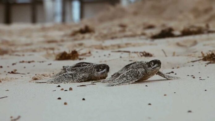 Conservación de tortugas marinas.