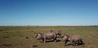 Rinocerontes en peligro se emite el 19 de septiembre a las 9:30 PM en National Geographic. El último rinoceronte blanco llega a la pantalla de National Geographic Wild el 22 de septiembre a las 7 PM, donde el homenaje también incluye más programación temática para difundir la importancia de la conservación de la especie.
