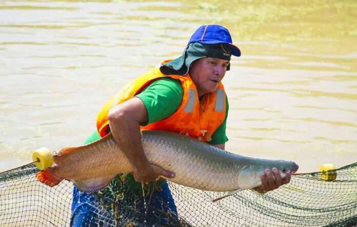 Pesca de paiche en la Amazonía.