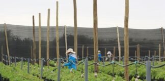 Ley de Promoción Agraria