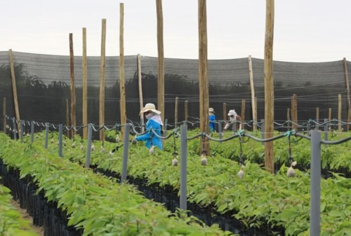 Ley de Promoción Agraria