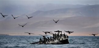 Reserva Nacional de Paracas