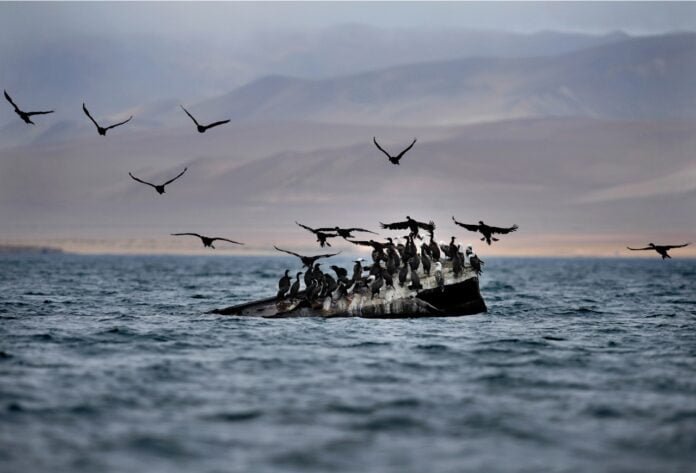 Reserva Nacional de Paracas Reserva Nacional de Paracas