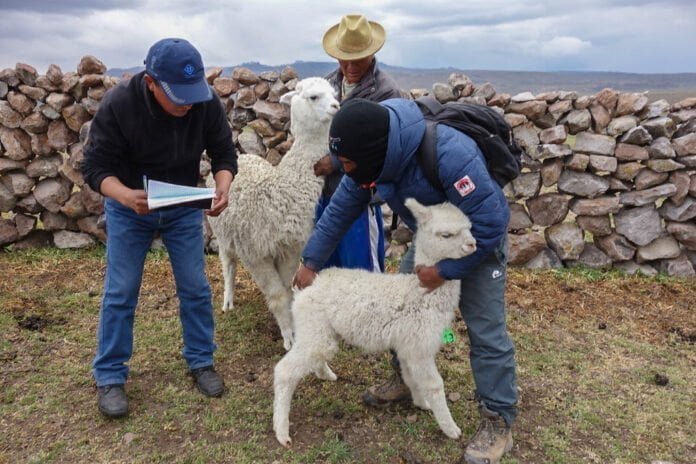 Familias Alpaqueras (2)