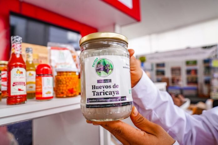 Huevos de taricaya Huevos de taricaya