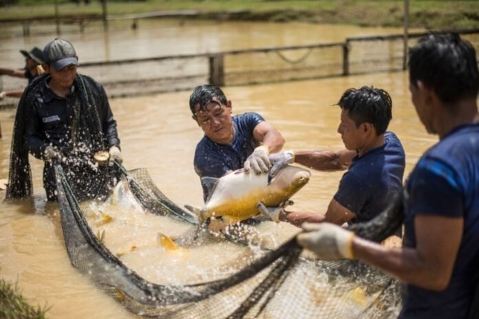 sectores de pesca y MYPE