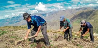 Siembra Más: crédito para fertilizantes en 48 horas