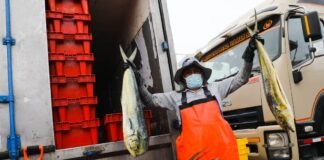 esembarque pesquero en Perú