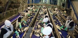 Desembarque pesquero en Perú