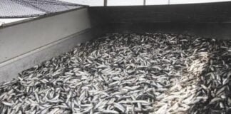 temporada de Pesca de anchoveta 2022