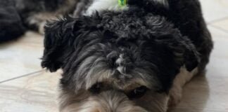 campaña “Dando Patitas”