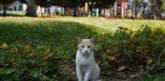 gatos del parque kennedy miraflores