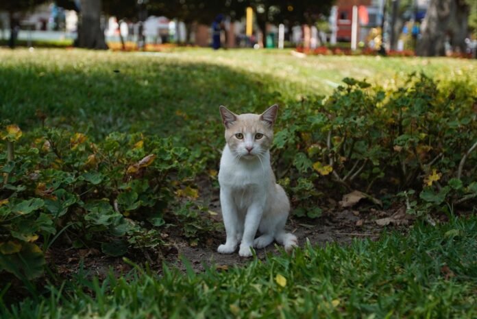 gatos del parque kennedy miraflores