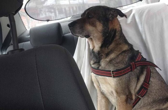 Día del Perro Día del Perro