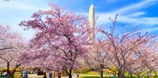 Festival Nacional de los Cerezos en Flor en Washington DC 2024