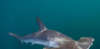 tiburón martillo peruano
