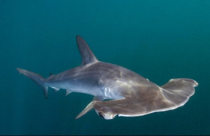 tiburón martillo peruano