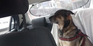 Día Mundial del Perro