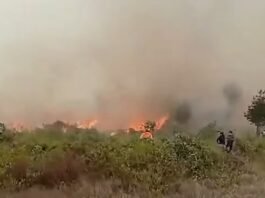 Incendio forestal en Perú 2024