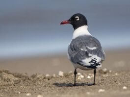 Gaviota de Franklin - Leucophaeus pipixcan (Archivo histórico - Humedal Pantanos de Villa, Chorrillos, Lima)