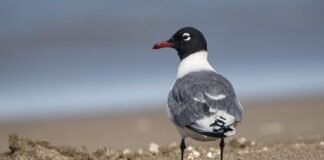 Gaviota de Franklin - Leucophaeus pipixcan (Archivo histórico - Humedal Pantanos de Villa, Chorrillos, Lima)