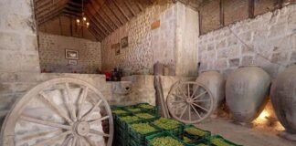 Producción de Pisco en Perú.