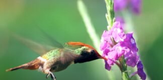 documental Perú Más de 1900 aves por observar