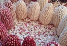 Mazorcas de maíz cabanita exhibidas en el Festival del Maíz Cabanita 2025 en Arequipa