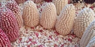 Mazorcas de maíz cabanita exhibidas en el Festival del Maíz Cabanita 2025 en Arequipa