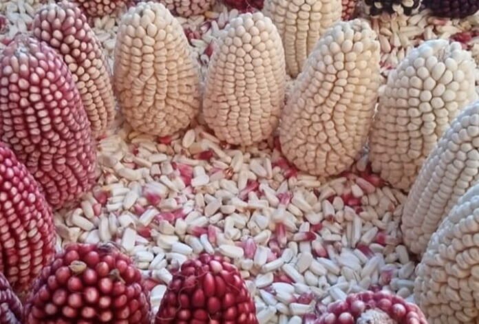 Mazorcas de maíz cabanita exhibidas en el Festival del Maíz Cabanita 2025 en Arequipa