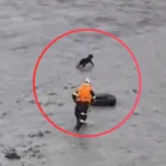 Rescatista que intentó salvar a un perro en el río Rímac es encontrado sin vida Rescate de perro en el río Rímac.