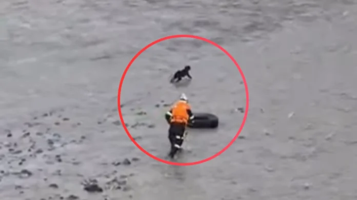 rescatista-y-el-perrito (1) Rescate de perro en el río Rímac.