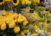 Flores amarillas en Lima