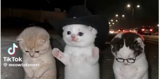 La calabaza trend
