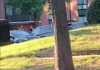 Greenbelt, Maryland: reportan fuerte presencia policial en Franklin Park y crece la preocupación por posibles operativos de ICE Operativos de ICE en Maryland