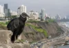 gallinazos en lima (1)